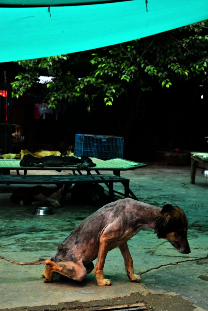 Expand Pawsitive Sanctuary to Save More Stray Anim