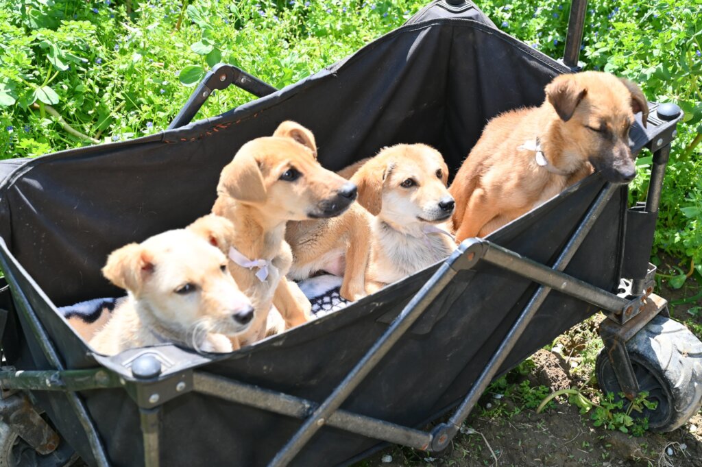 Expand Pawsitive Sanctuary to Save More Stray Anim