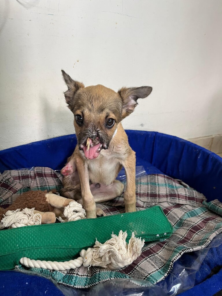 Expand Pawsitive Sanctuary to Save More Stray Anim