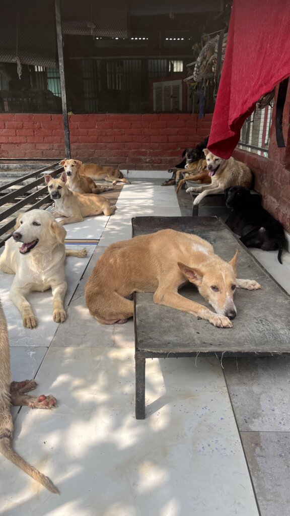Expand Pawsitive Sanctuary to Save More Stray Anim