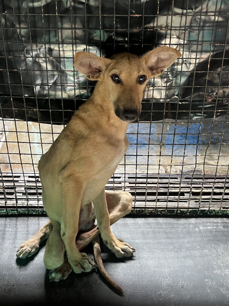 Expand Pawsitive Sanctuary to Save More Stray Anim