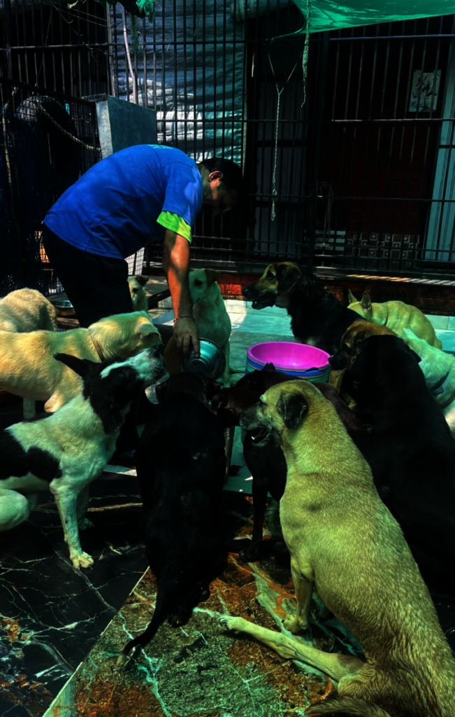 Expand Pawsitive Sanctuary to Save More Stray Anim