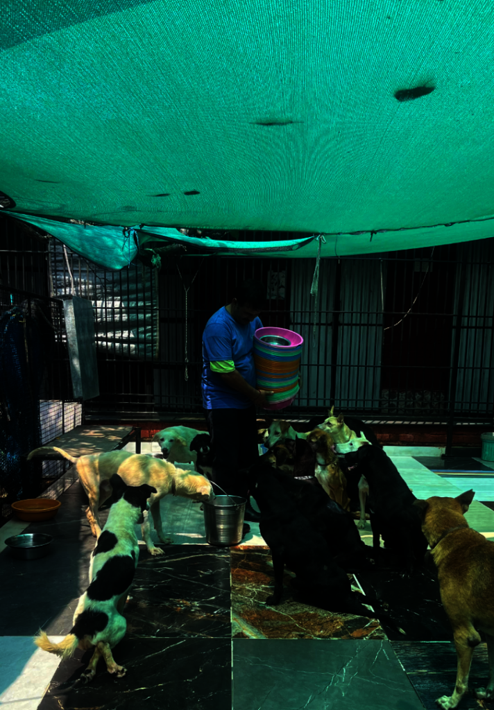 Expand Pawsitive Sanctuary to Save More Stray Anim