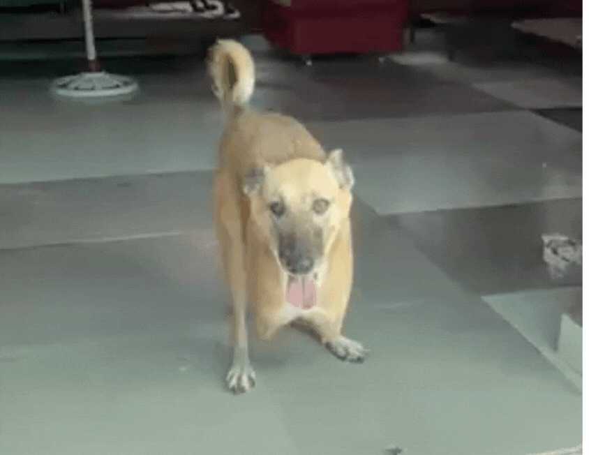 Expand Pawsitive Sanctuary to Save More Stray Anim