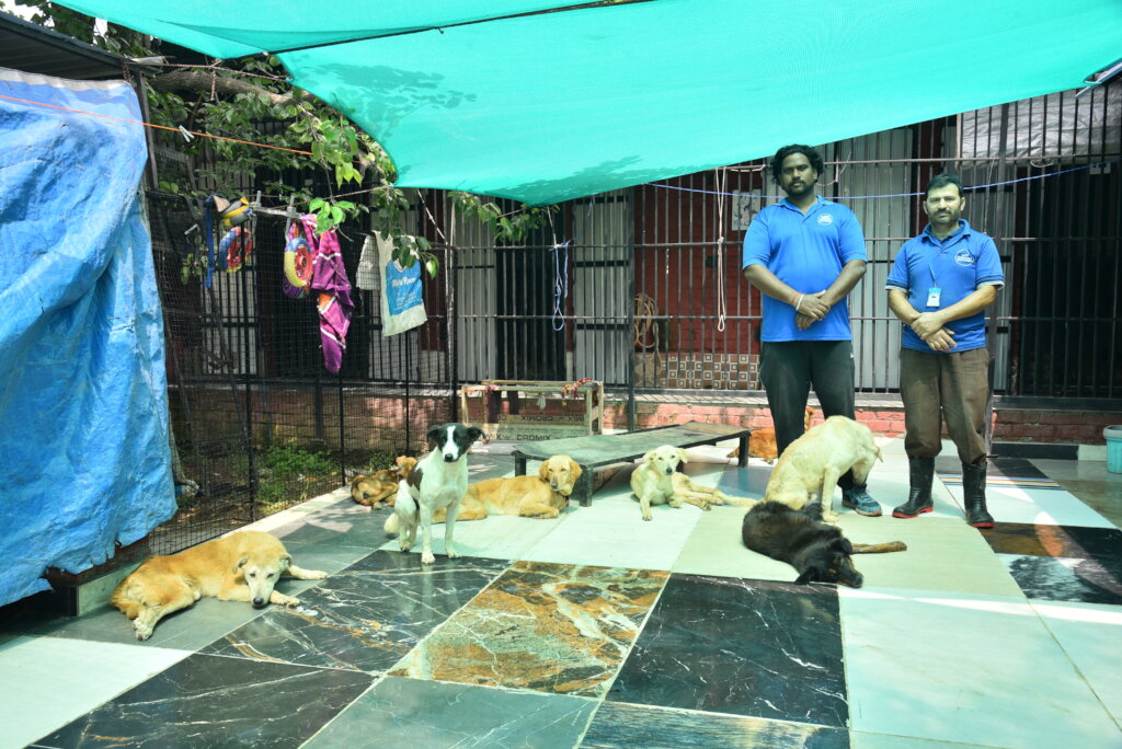 Expand Pawsitive Sanctuary to Save More Stray Anim