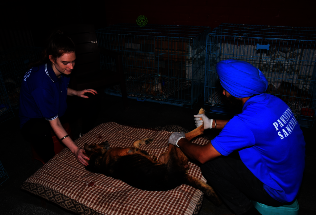Expand Pawsitive Sanctuary to Save More Stray Anim
