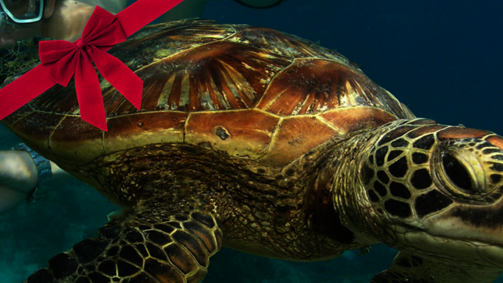 2025 Advent Giving Project