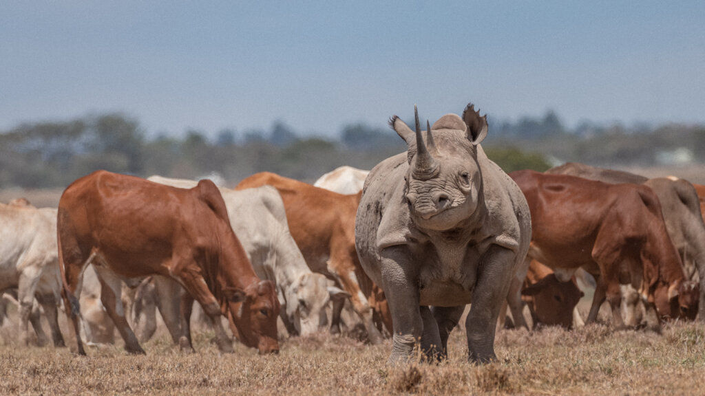 A school within reach: Education for conservation