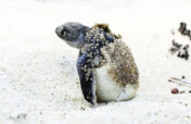 WWF Turkiye