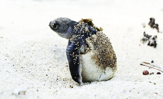 WWF Turkiye