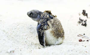 WWF Turkiye