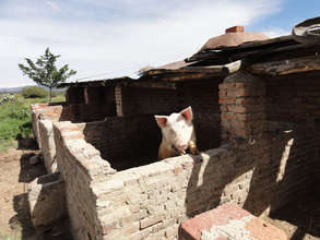 One of the pigs of Pastora Perez