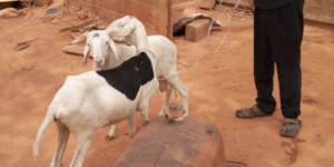 Donor donated sheeps to ACFA