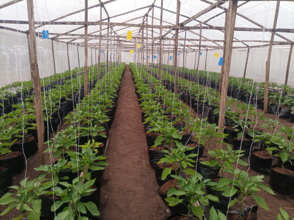 Support 150 Farmers with Organic Farming Skills