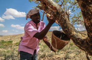 Frankincense Harvester in Bari Region, Somalia