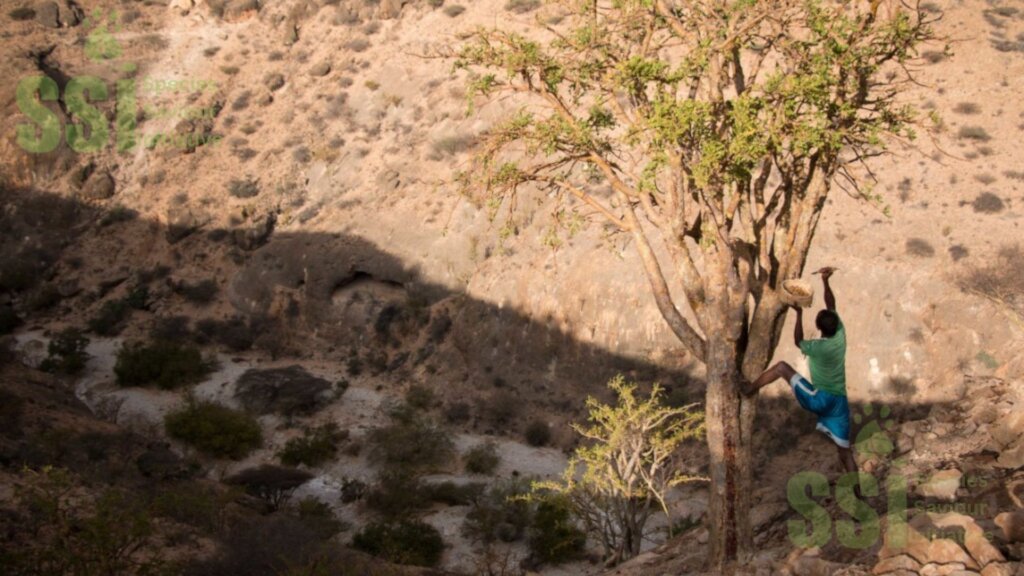 Saving 20,000 Endangered Frankincense in Somalia