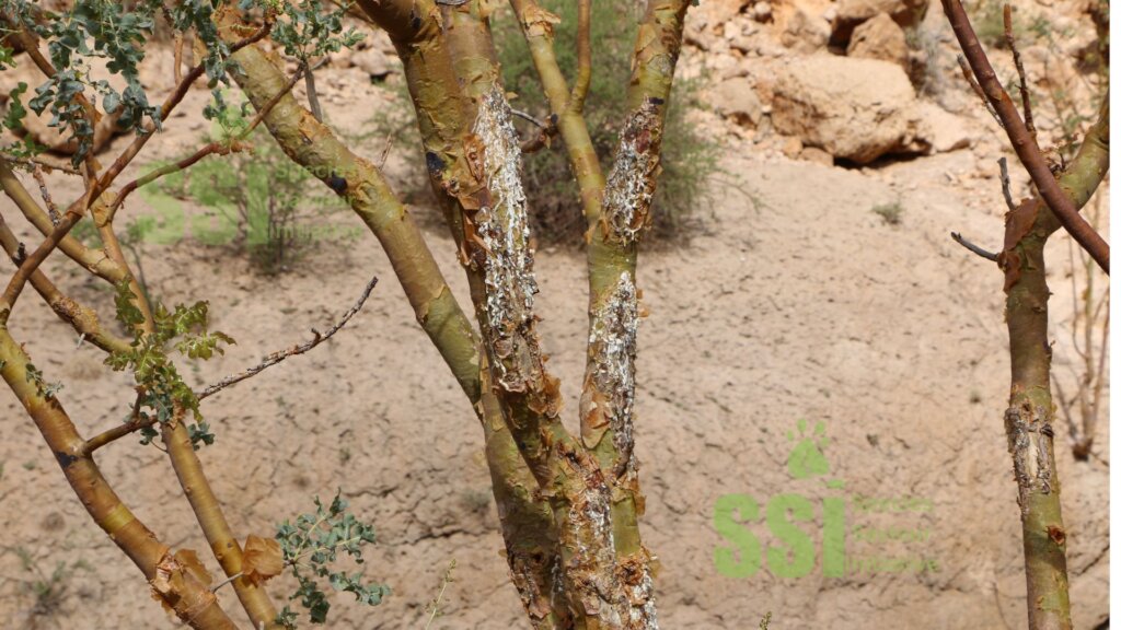 Saving 20,000 Endangered Frankincense in Somalia