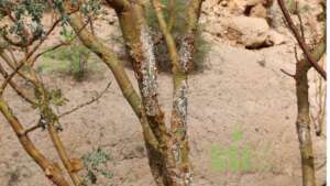 A tapped frankincense tree oozes milky-resins