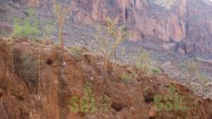 A serene frankincense field in Cal Miskaat