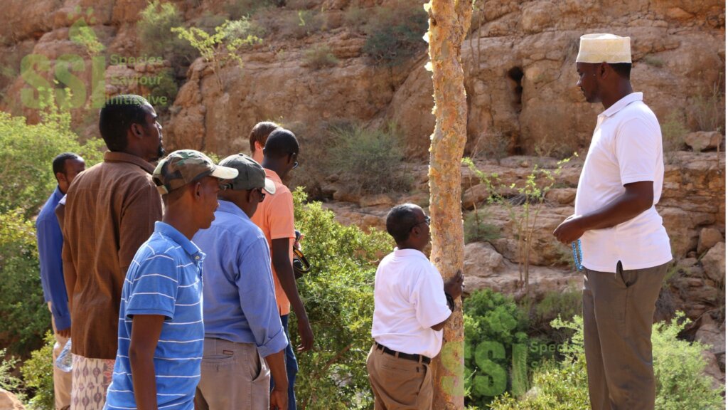 Saving 20,000 Endangered Frankincense in Somalia