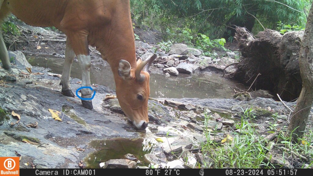 Save Cambodia's Critically Endangered Wildlife