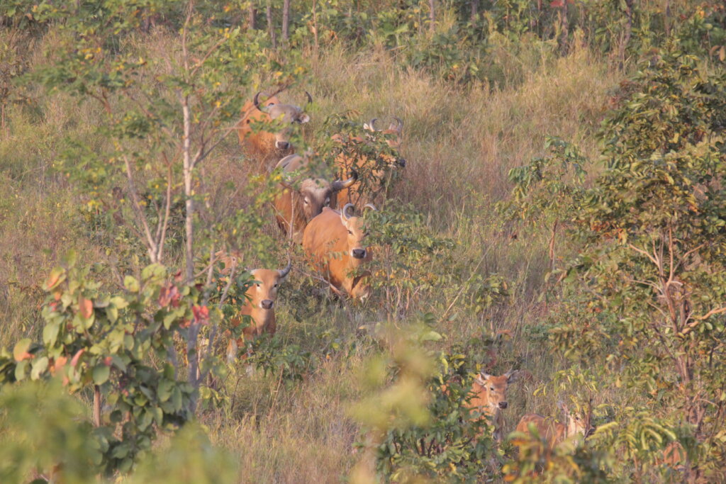Save Cambodia's Critically Endangered Wildlife