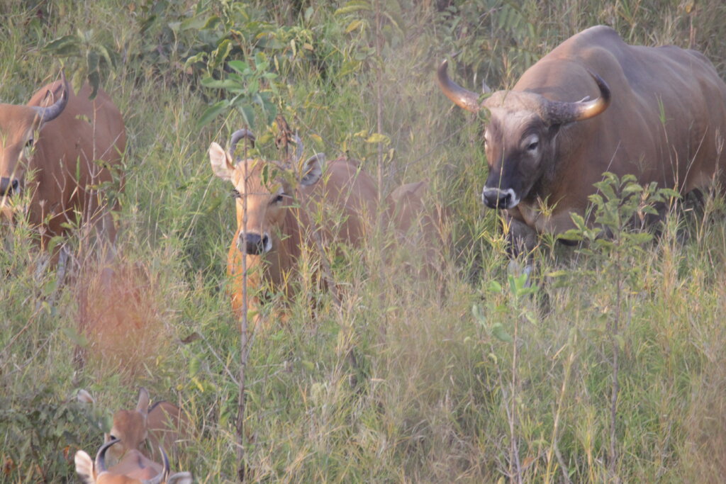 Save Cambodia's Critically Endangered Wildlife