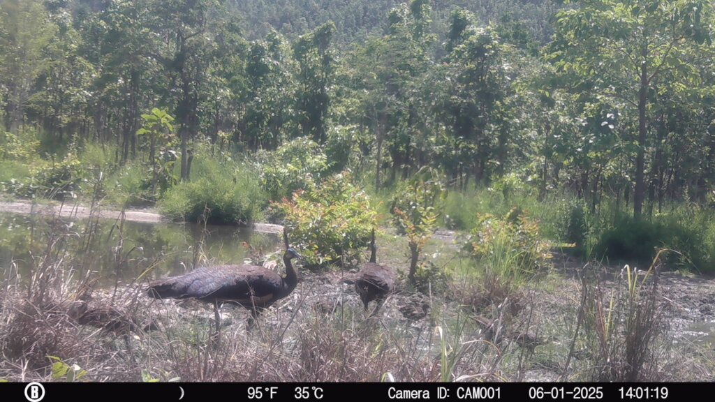 Save Cambodia's Critically Endangered Wildlife