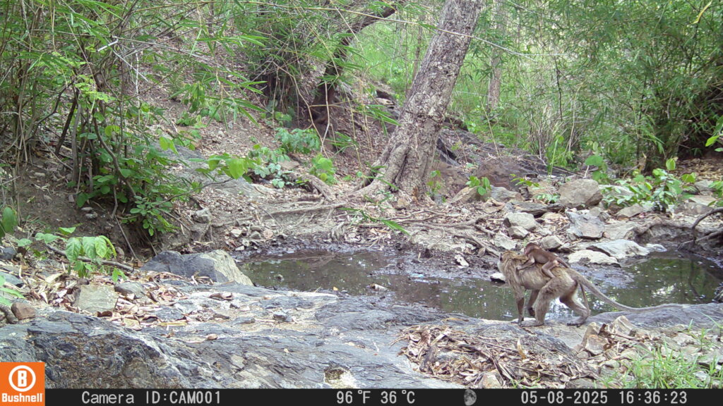 Save Cambodia's Critically Endangered Wildlife