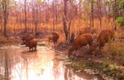 Save Cambodia's Critically Endangered Wildlife