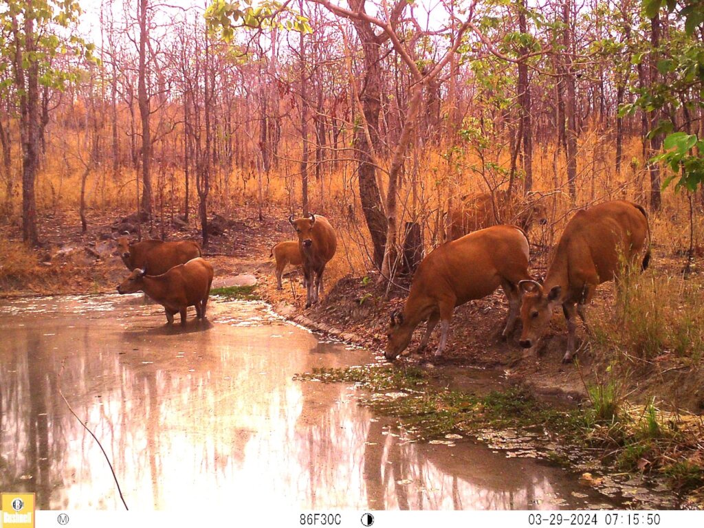 Save Cambodia's Critically Endangered Wildlife