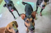 Build Their Future: Help PATA Create a Safe Refuge