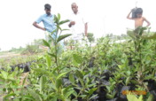 30000 Mangrove sapling planting