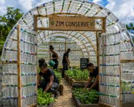 Our team tending vegetable beds inside the bottle