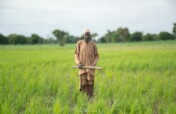 Crop Protection and Seeds for Nigerian Farmers