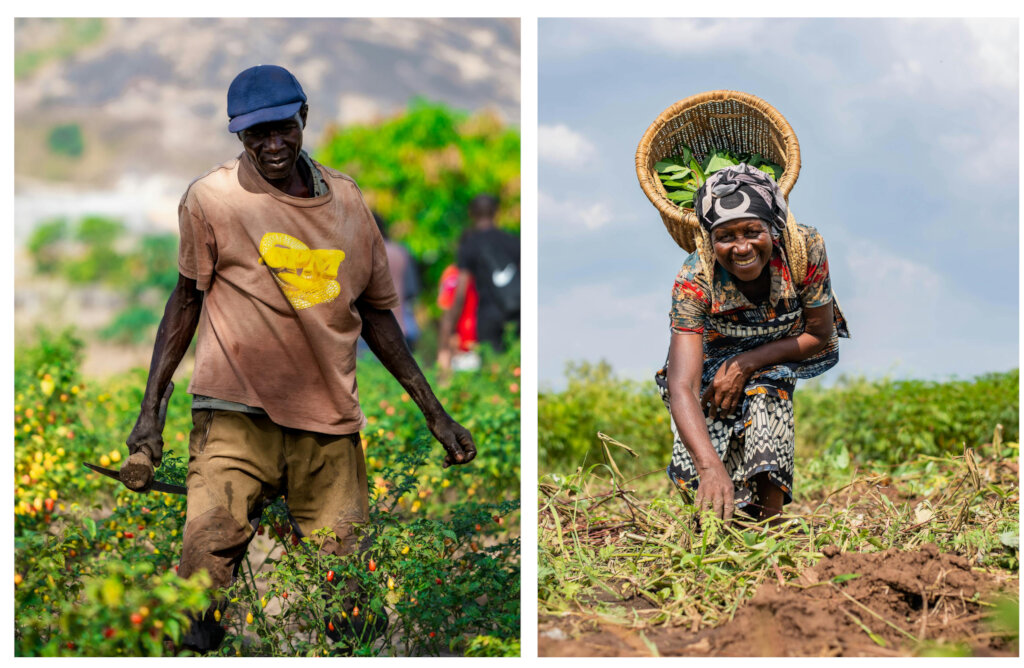 Help Farmers Thrive through Vegetable Production