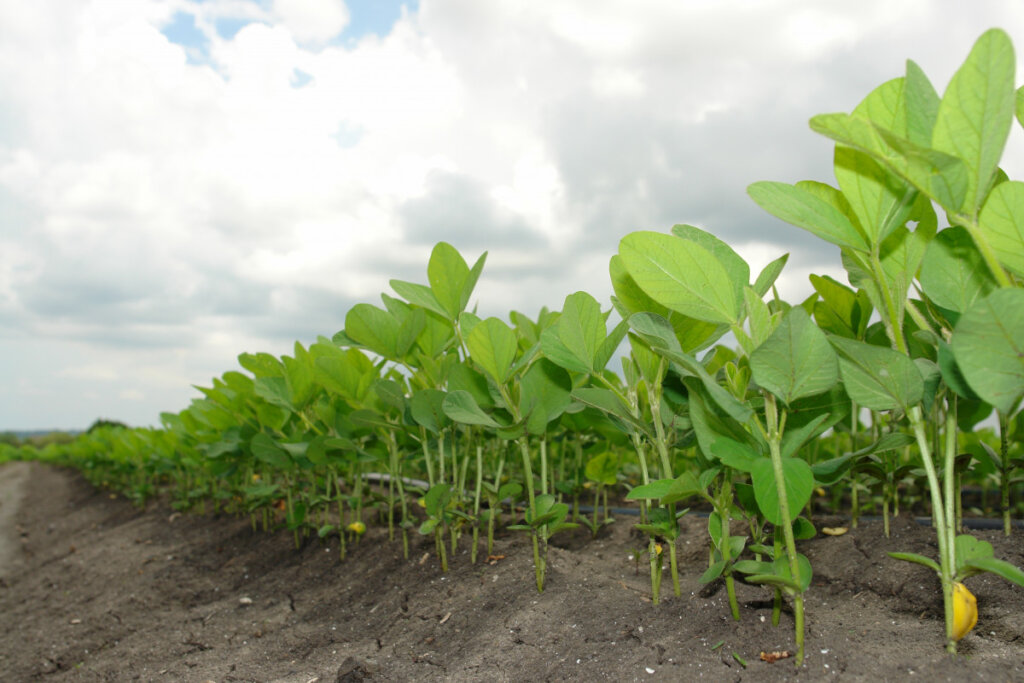 Help Middle-Belt Women Farmers Grow Soybeans