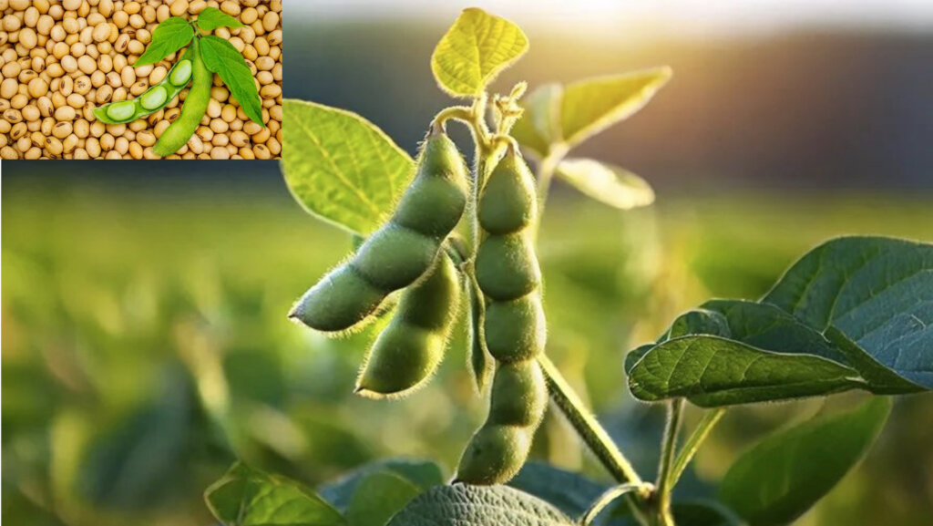Help Middle-Belt Women Farmers Grow Soybeans