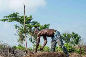 Train Nigerian Farmers in Organic Pest Management