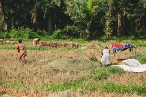 Seeds of Hope for Starving Farmers in Nigeria