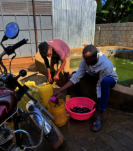 Preparing fingerlings for transfer