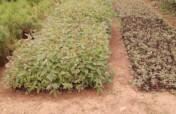 Coastal Restoration:Planting 20,000 Mangrove Trees