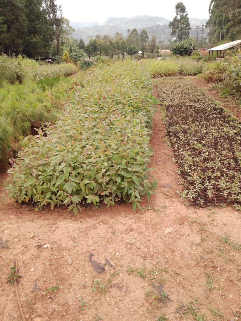 Coastal Restoration:Planting 20,000 Mangrove Trees