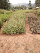 Coastal Restoration:Planting 20,000 Mangrove Trees