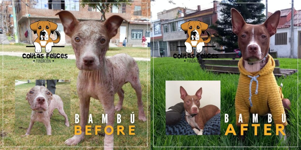 Since 2018, we have rescued over 1,000 dogs