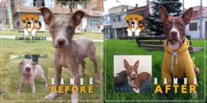 Since 2018, we have rescued over 1,000 dogs