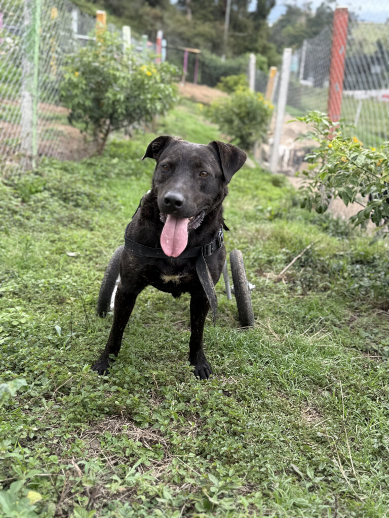 One of the 100 rescued dogs currently at risk of l