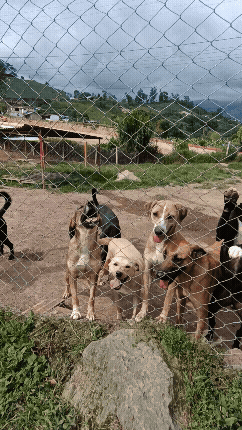 Some of our 100 rescued dogs depend on us daily