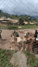 Some of our 100 rescued dogs depend on us daily