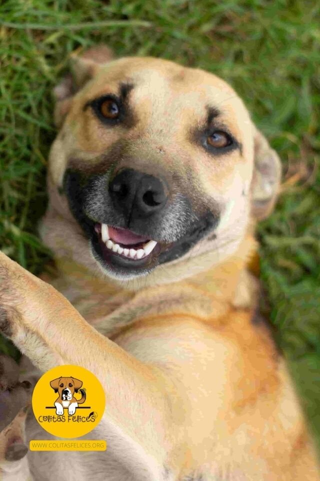BUILD HOPE: A HAVEN FOR RESCUED DOGS IN COLOMBIA